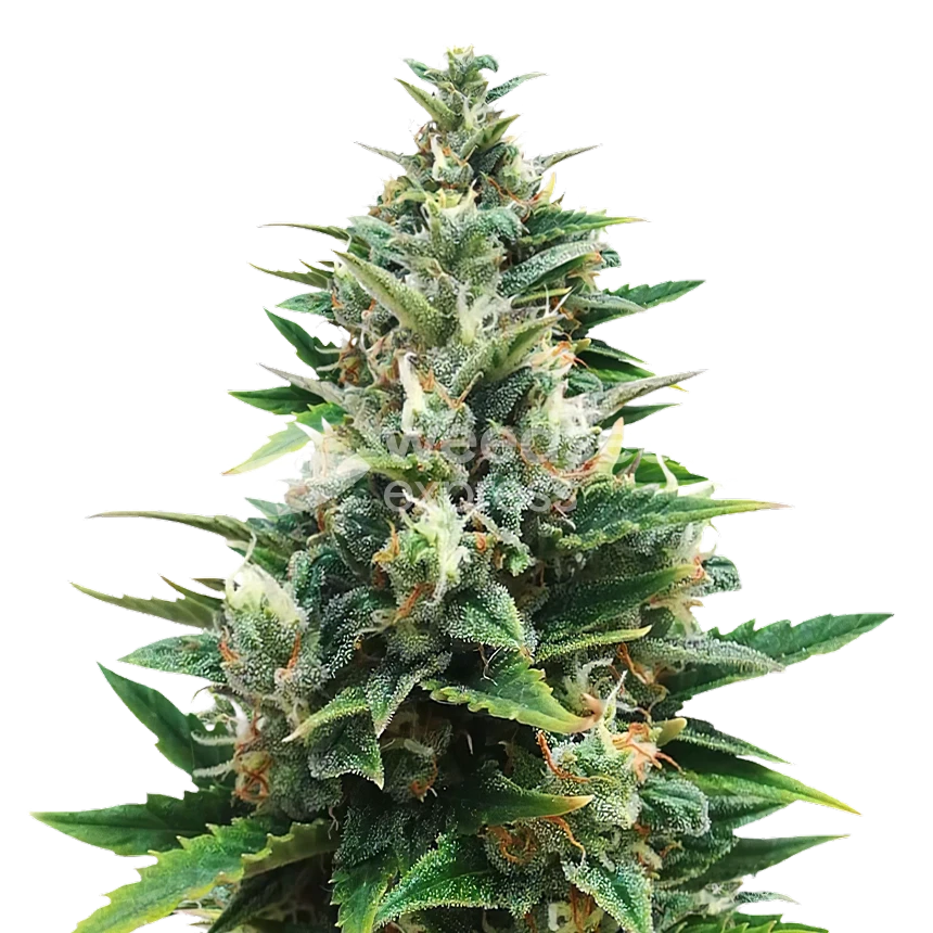 CBD Harle-Tsu Feminized Cannabis Seeds - WSE USA