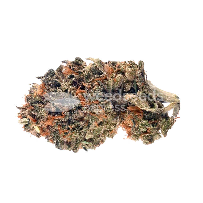 Tête de cannabis Cherry Pie