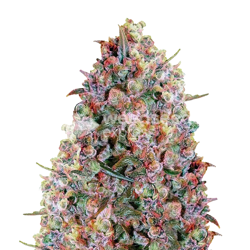 Plante Cherry Pie