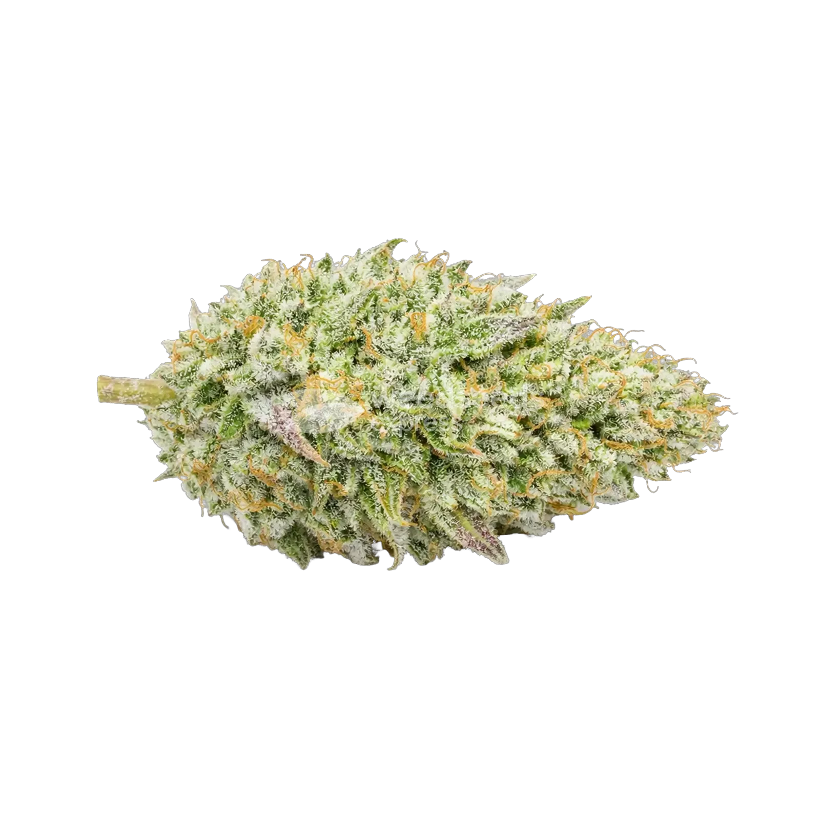 Chronic Cannabis Bud