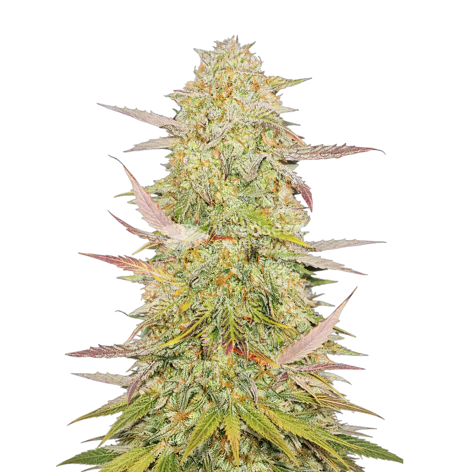 Chronic Cannabis Plant
