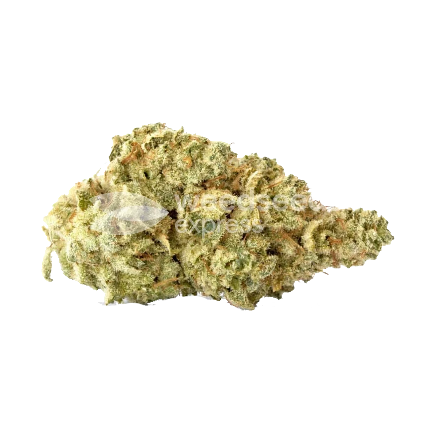 Tête Colombian Gold