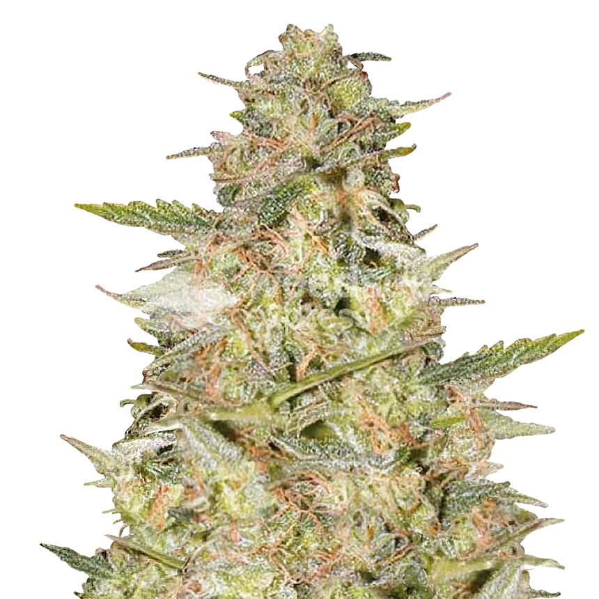 Plante Colombian Gold