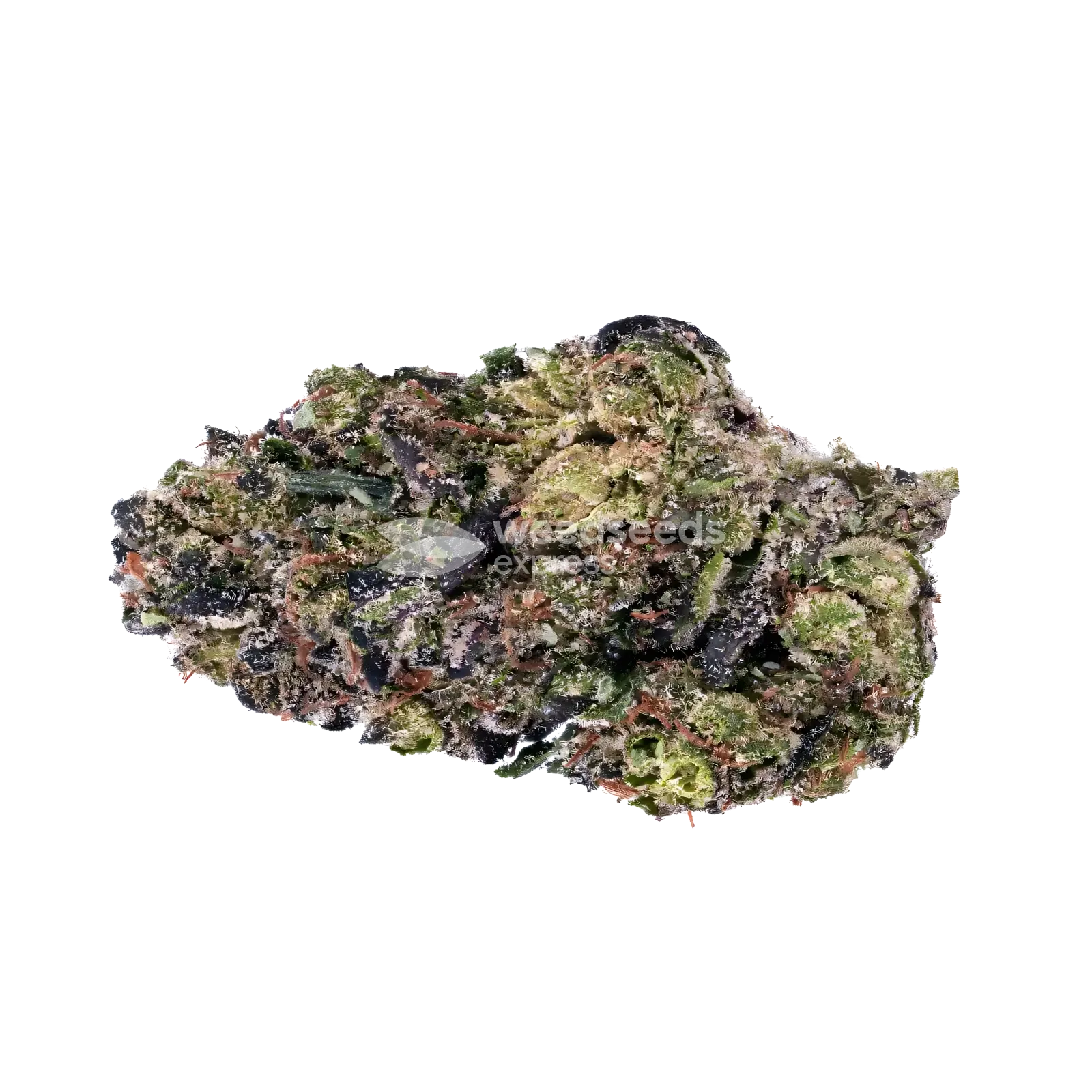 Donny Burger Bud