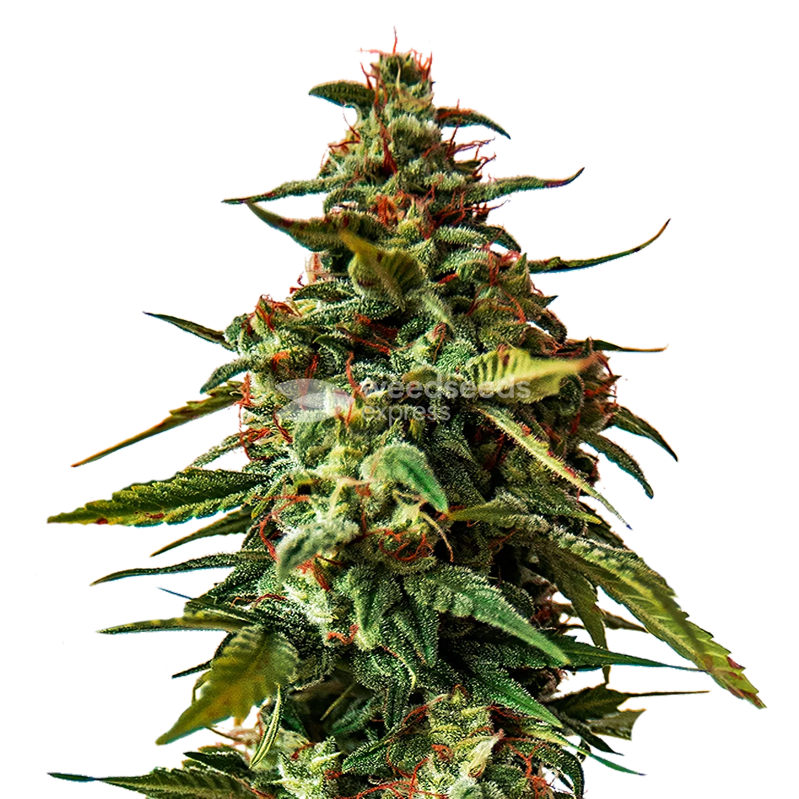 Doug's Varin Cannabis Plant