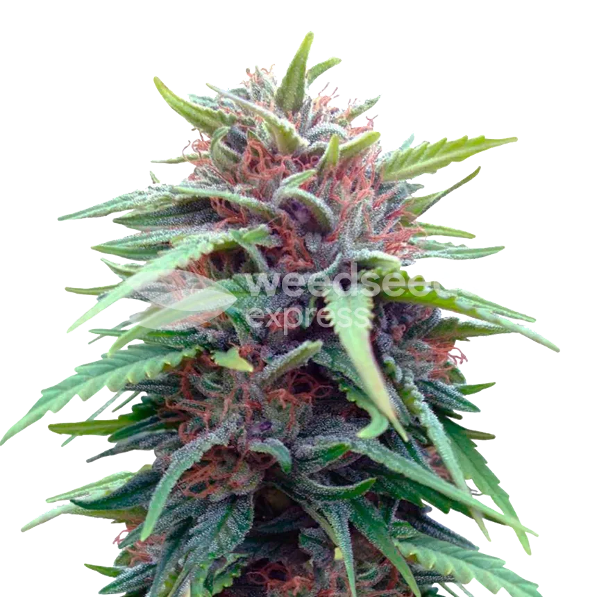 Durban Poison Plant