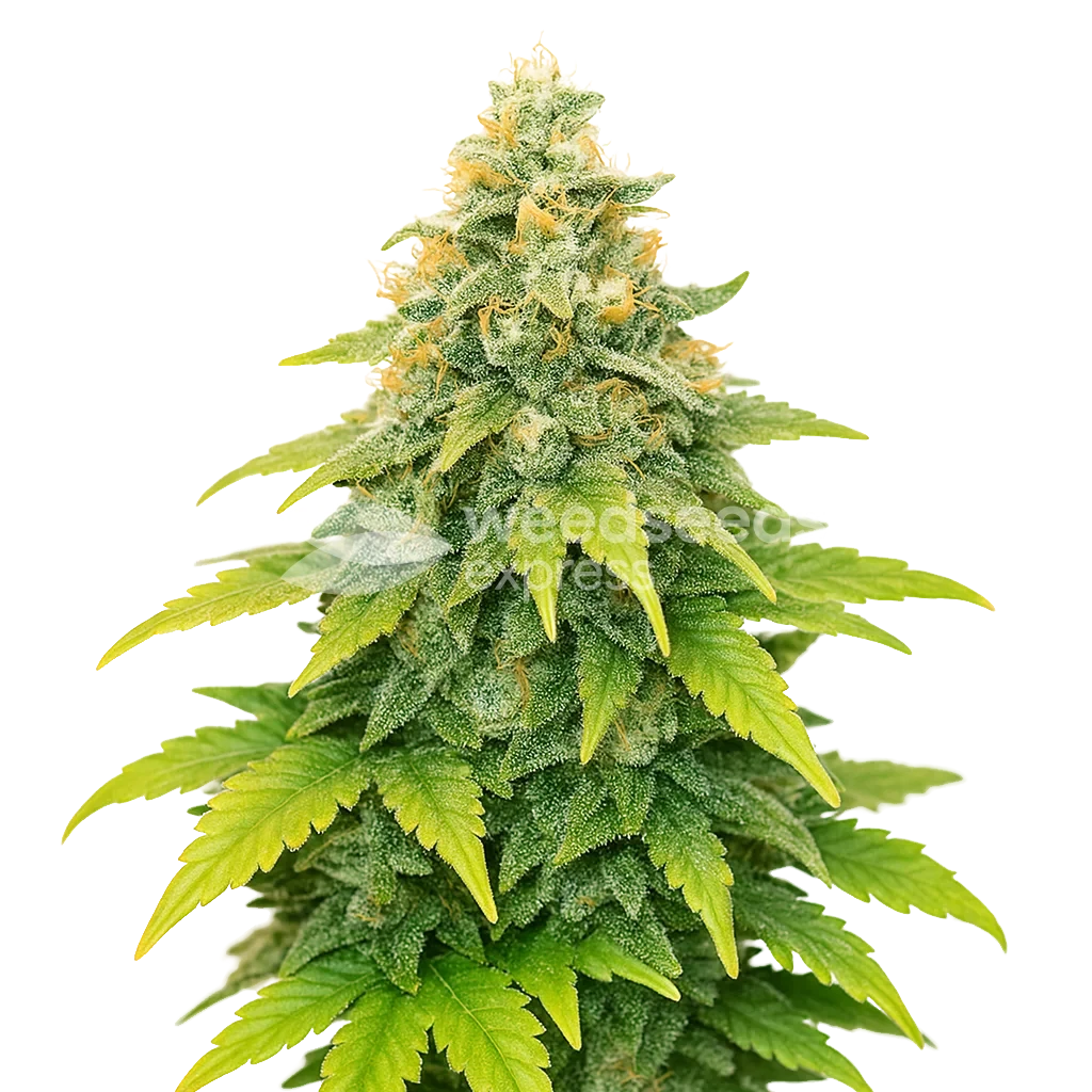 Fat Bastard Autoflower Plant