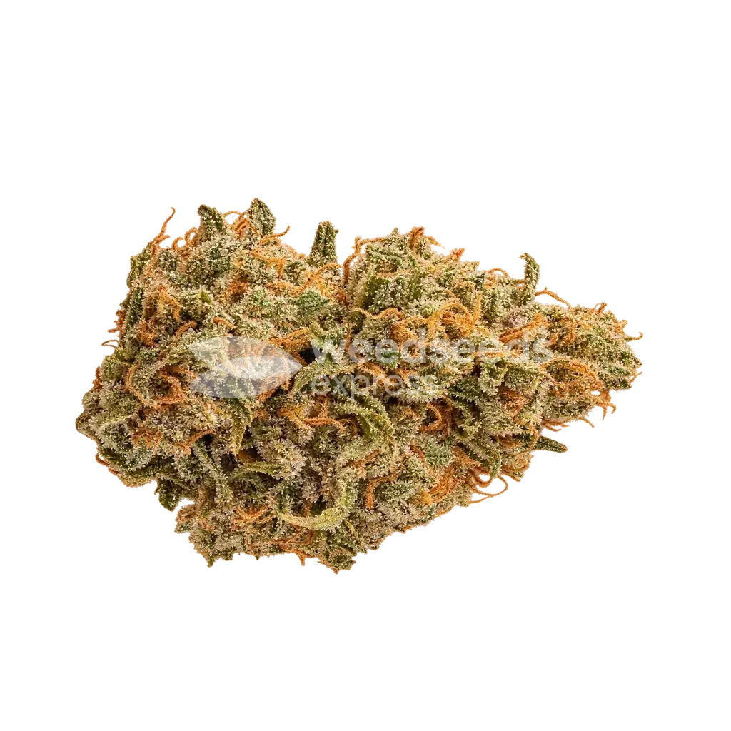 Florida Sunrise Auto Bud