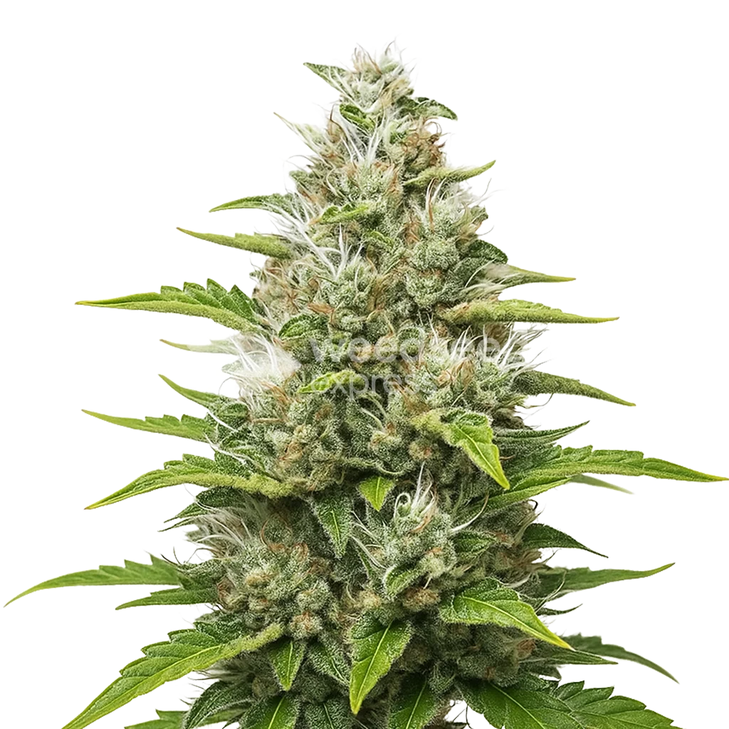 Future #1 Autoflower Plant