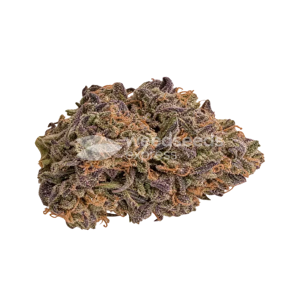 Granddaddy Purple x Bruce Banner Bud