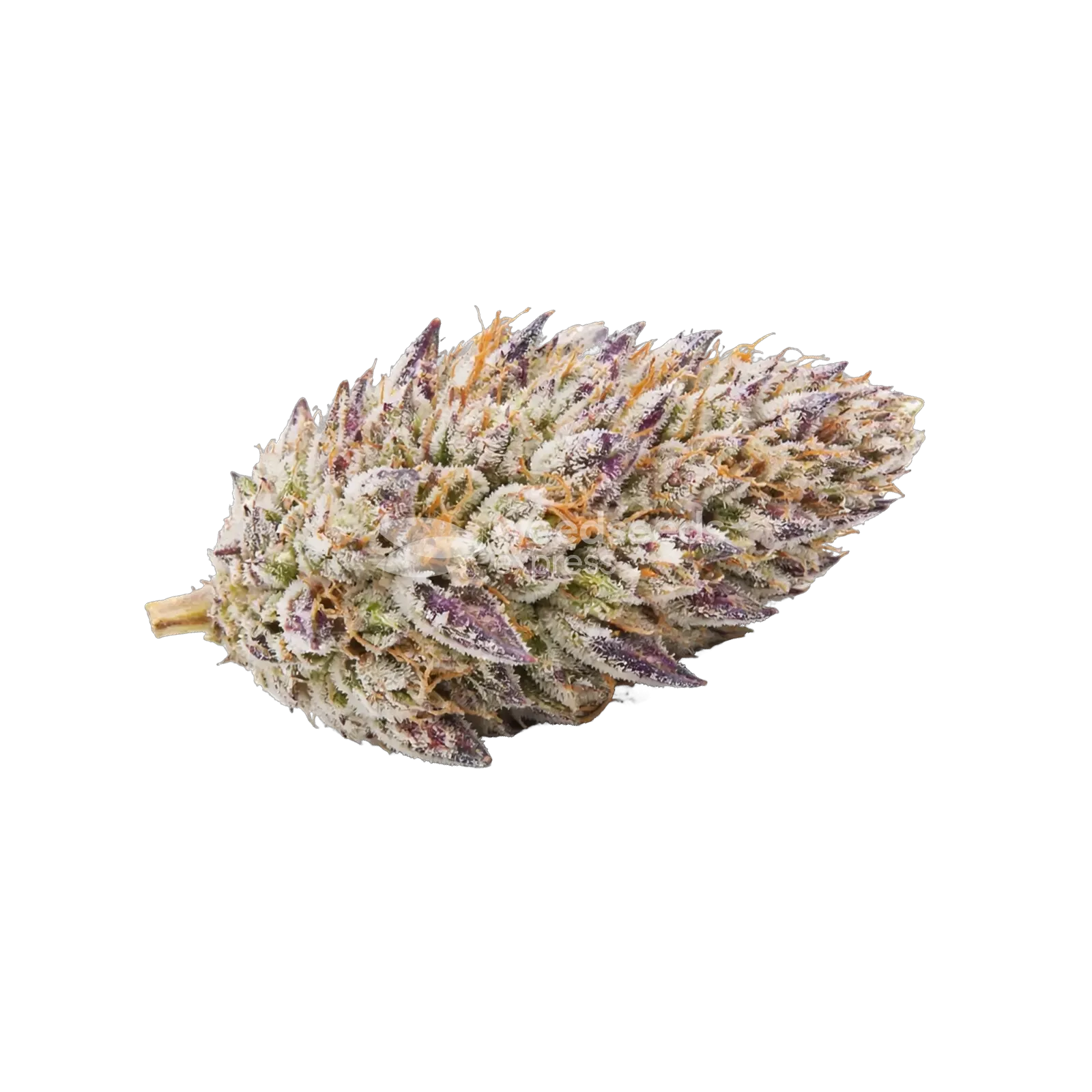 Glitter Bomb Cannabis Bud