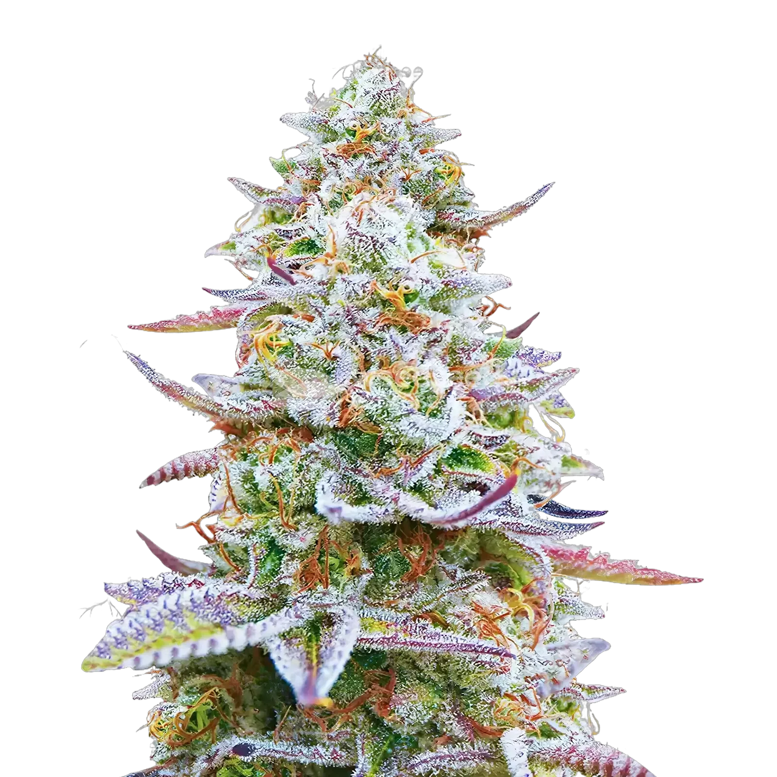 Glitter Bomb Cannabis Plant