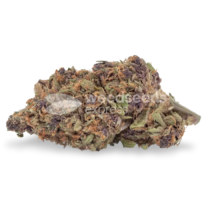 Tête de cannabis Godfather OG