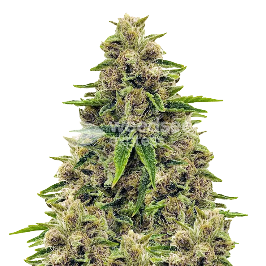 Plante Godfather OG