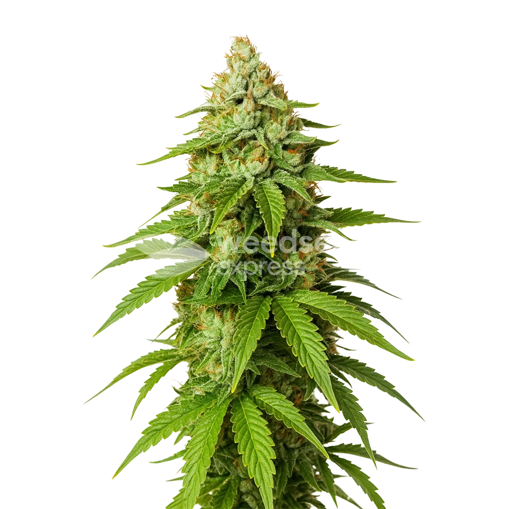 Gorilla Glue Auto Plant