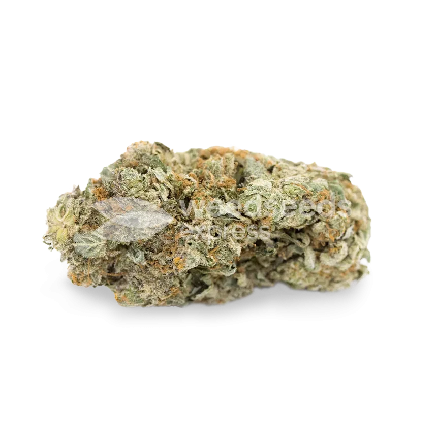 Gorilla Glue 4 Cannabis Bud