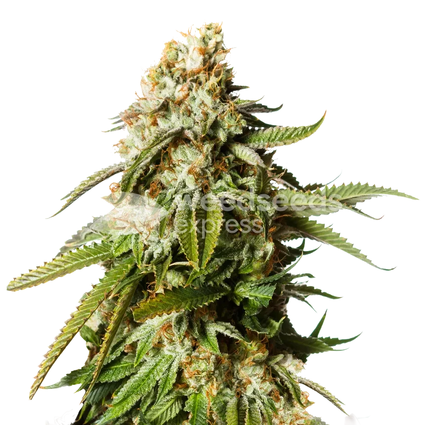 Gorilla Glue 4 Feminized Photoperiod Plant