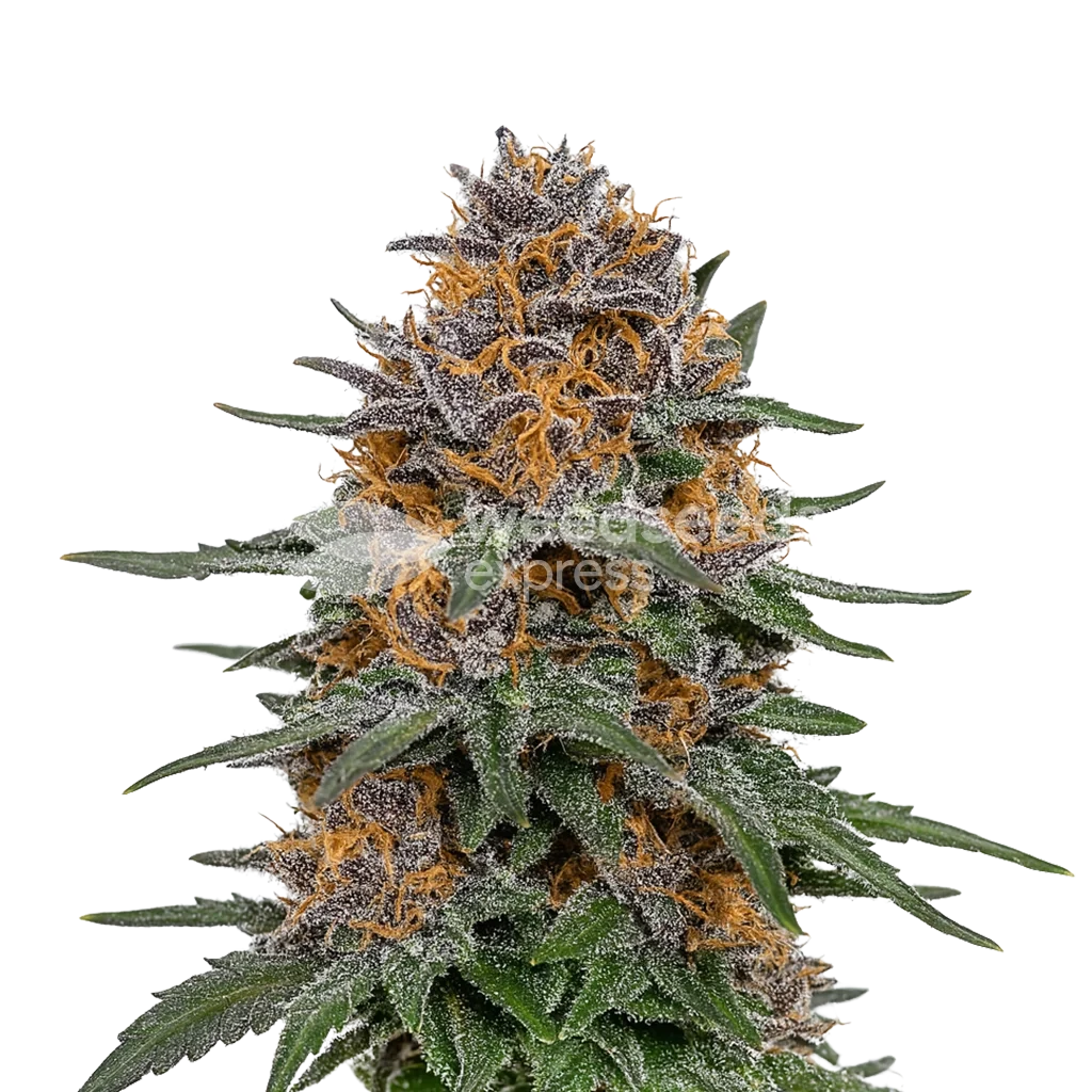 Granddaddy Purple Autoflower Pflanze