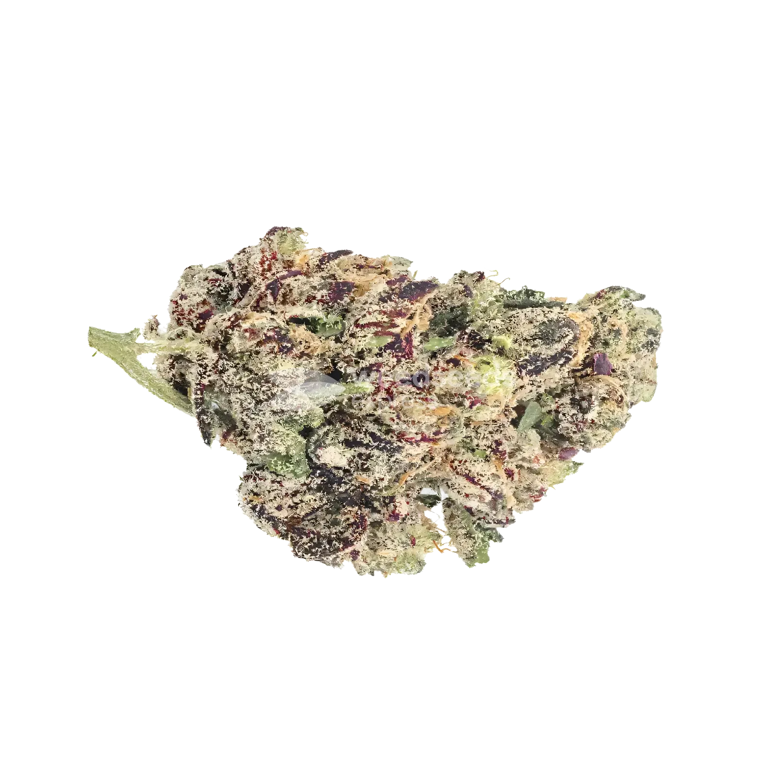 Grandmommy Purple Bud