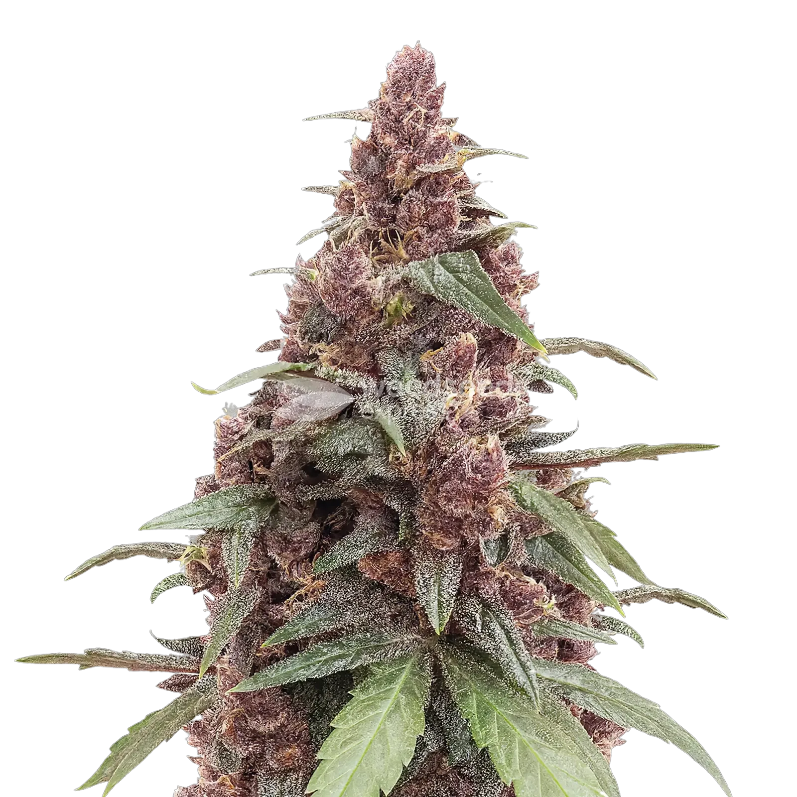 Grandmommy Purple Cannabis Plant