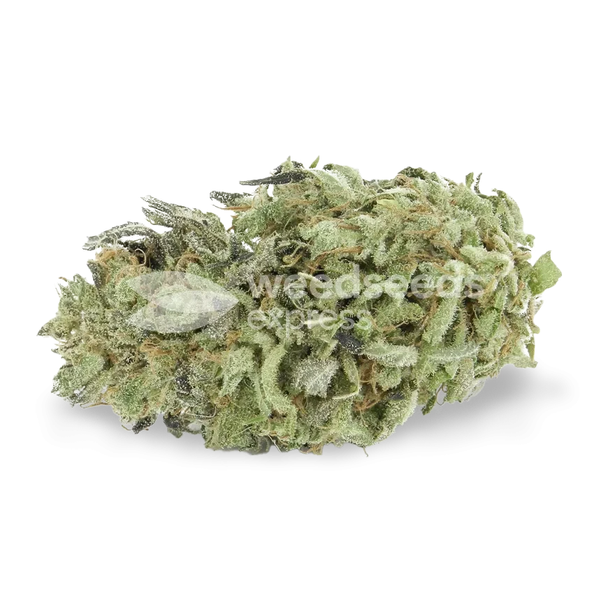 Green Crack Autoflower Cannabis Blüte