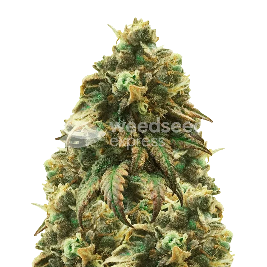 Green Crack Autoflower Pflanze