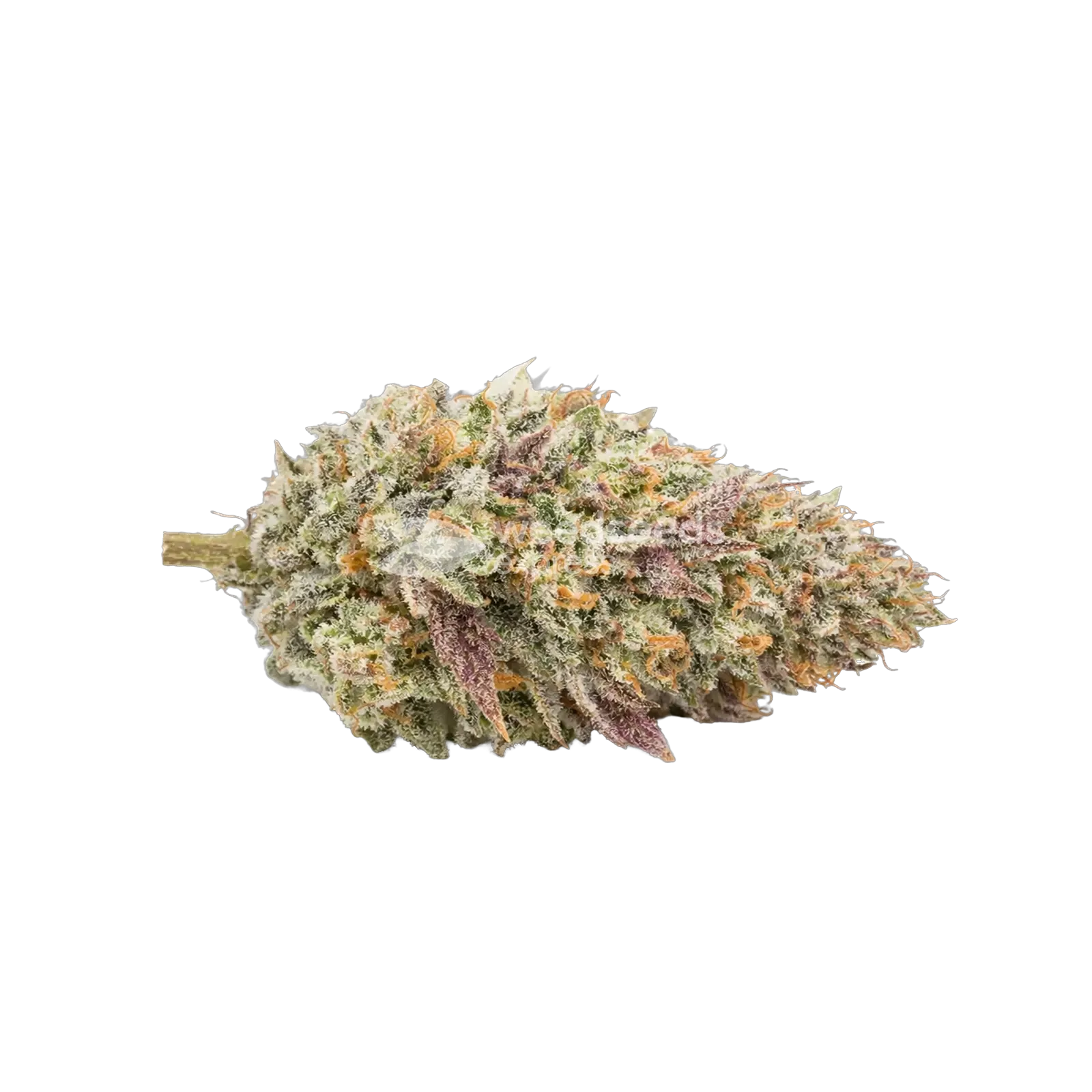Gumbo Cannabis Bud