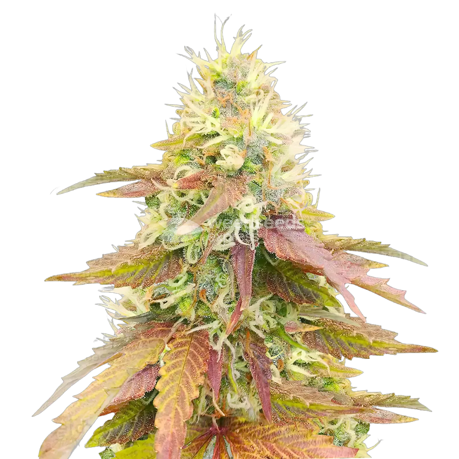 Gumbo Cannabis Plant