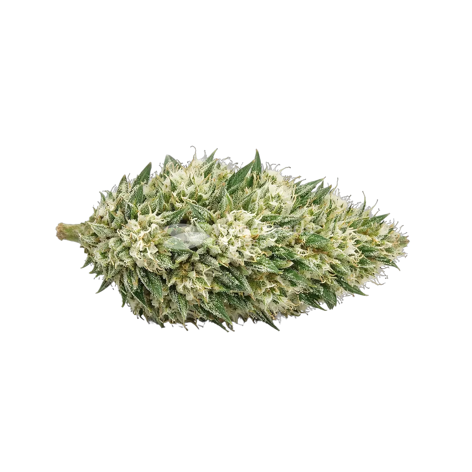 Gush Mints Autoflower Cannabis Bud