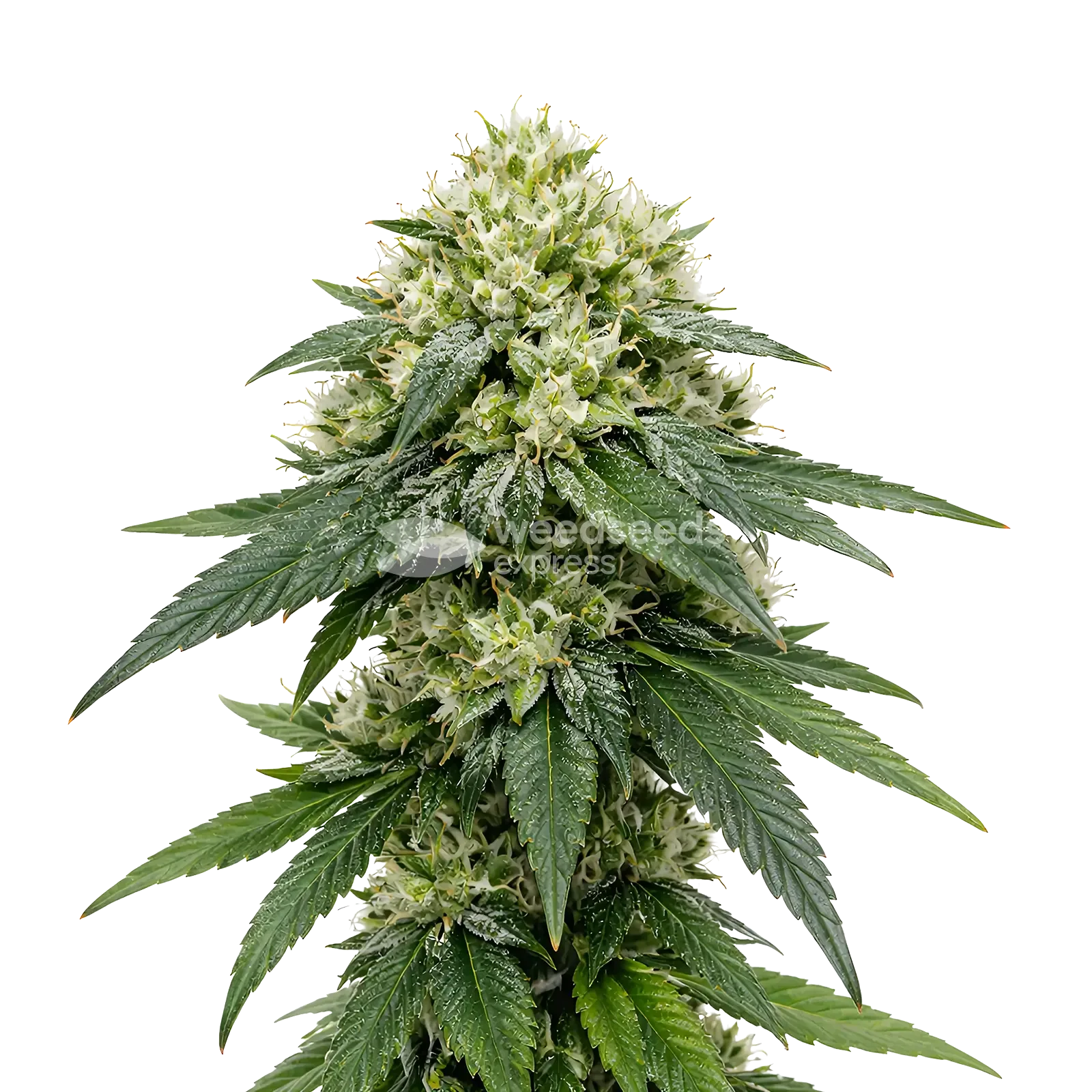 Gush Mints Autoflower Cannabis Plant