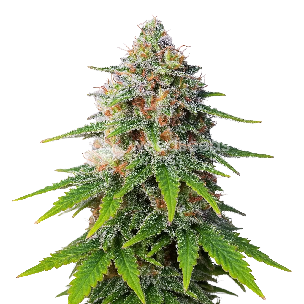 Hellfire OG Autoflower Plant