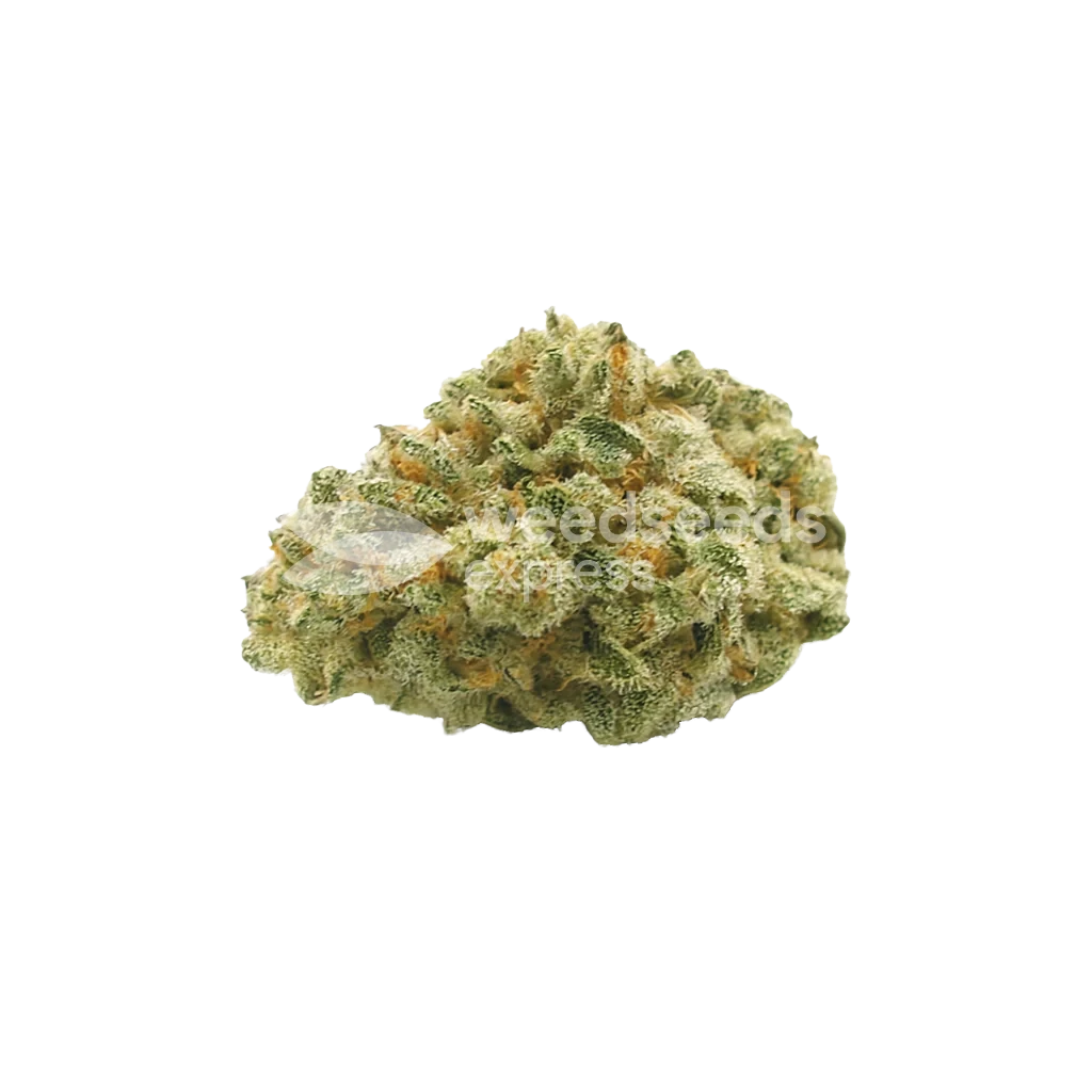 Hindu Kush Auto Bud