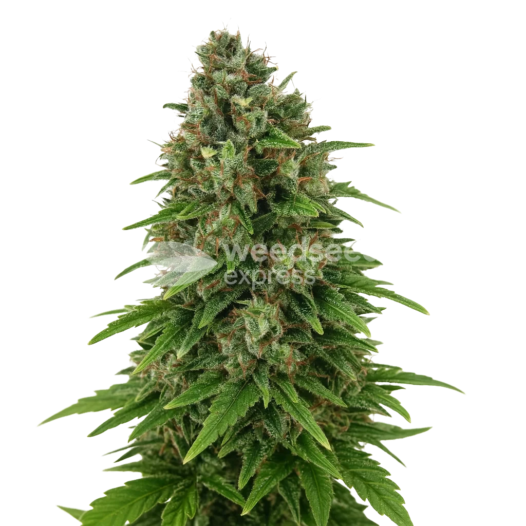 Hindu Kush Auto Plant