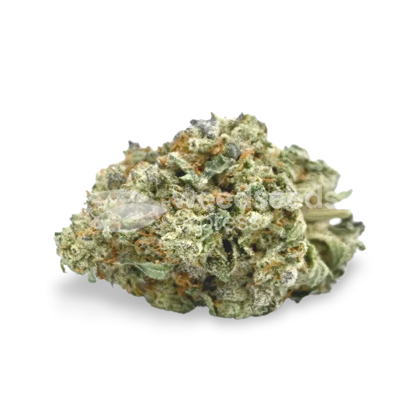 Tête Hindu Kush