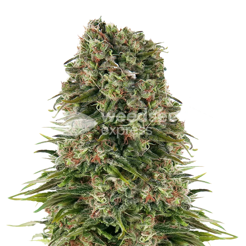 Plante Hindu Kush