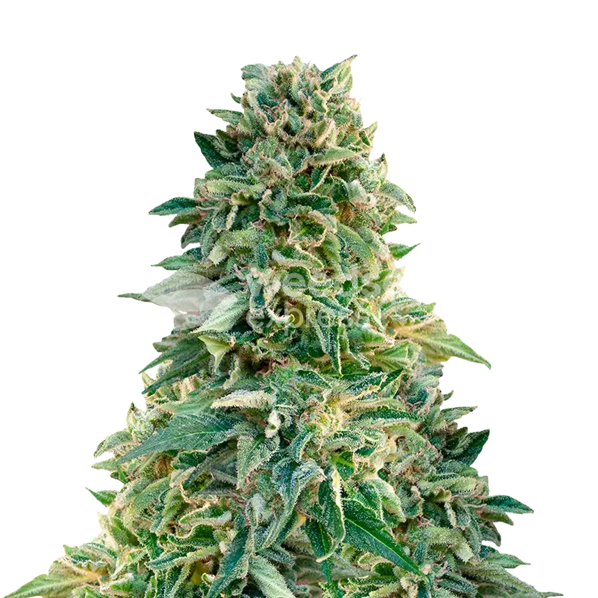 Jack Herer Plant