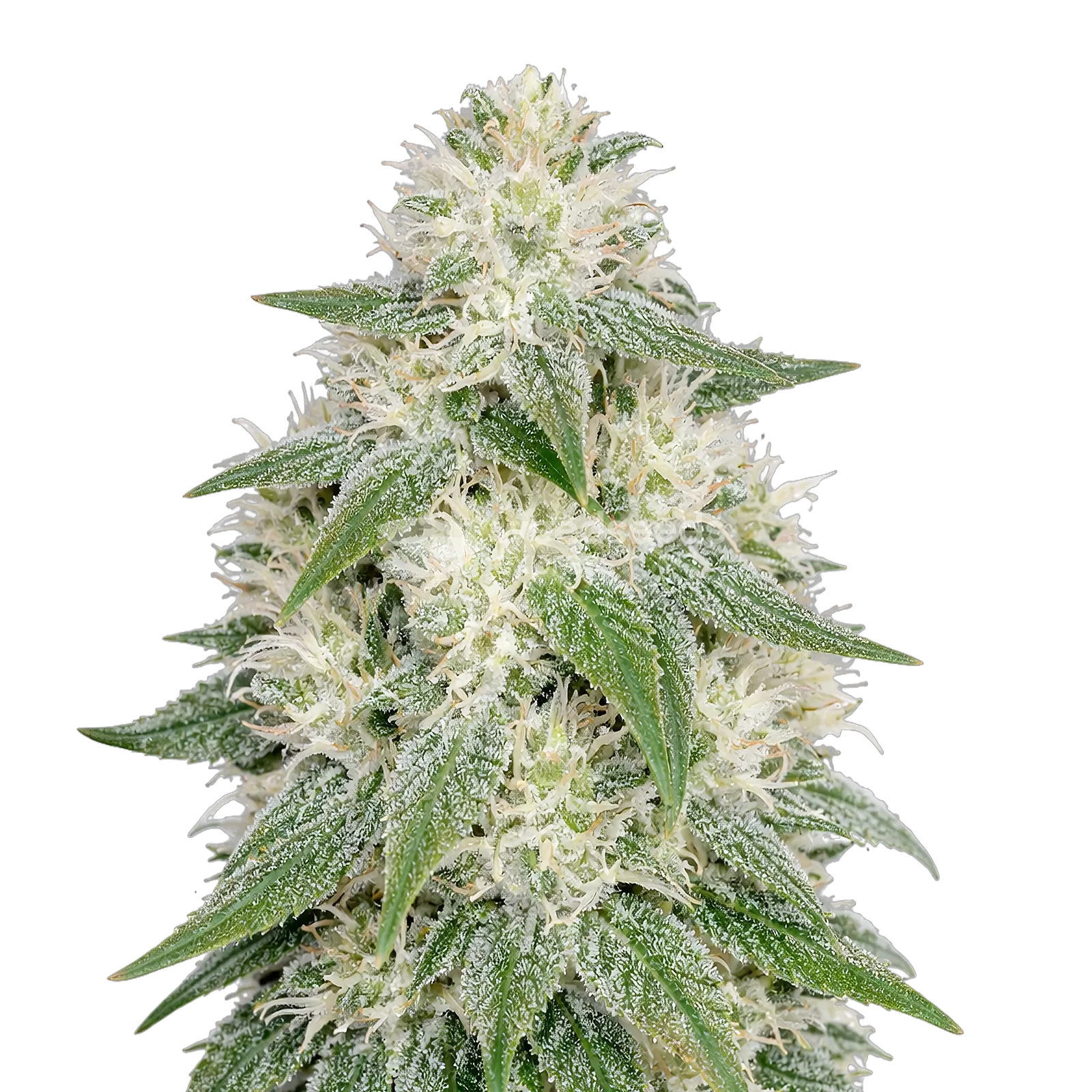 Lamb's Bread Autoflower Cannabis Plant