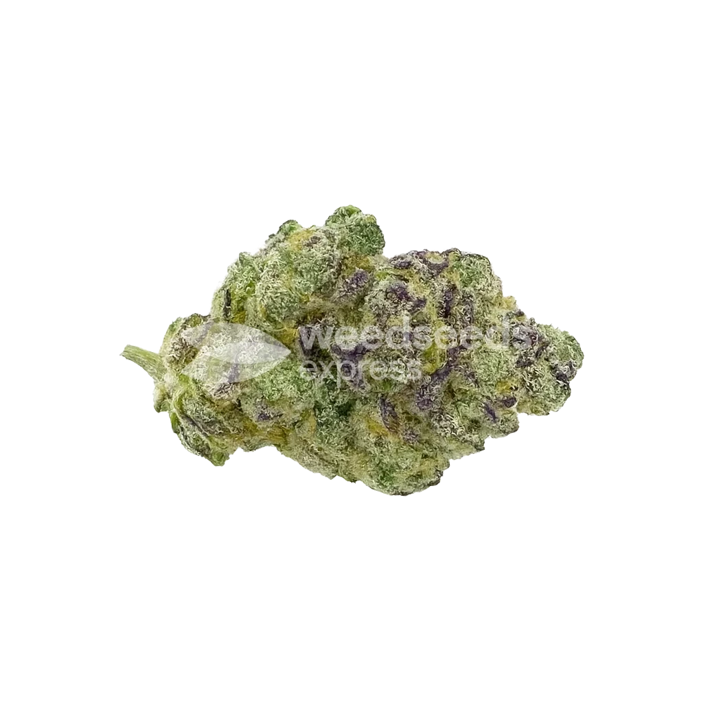 Lemon Cherry Gelato Autoflower Seeds - WSE USA