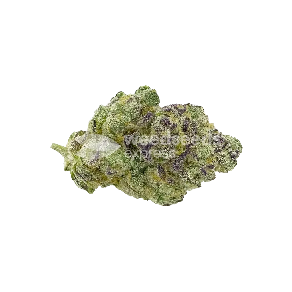Lemon Cherry Gelato Auto Bud