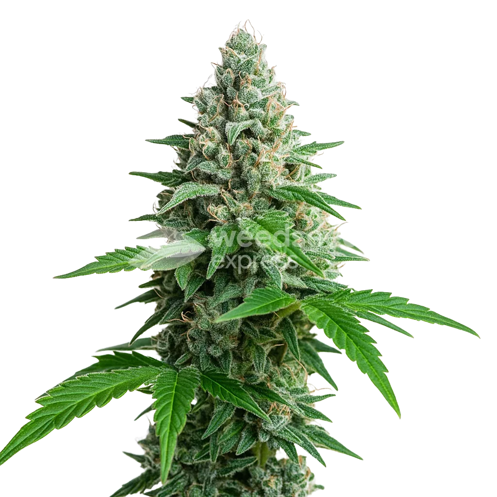 Lemon Cherry Gelato Auto Plant