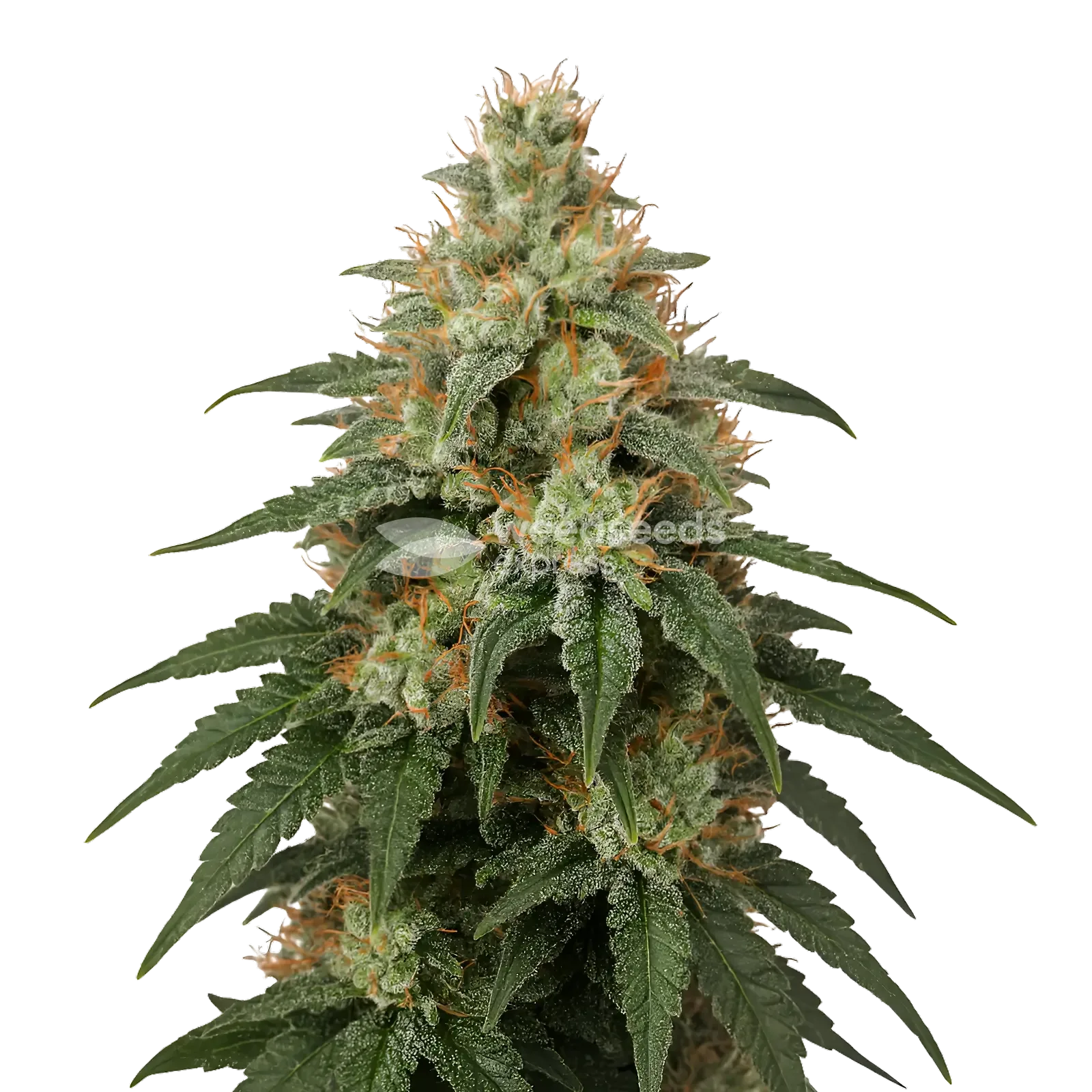 London Pound Cake Cannabis Plant