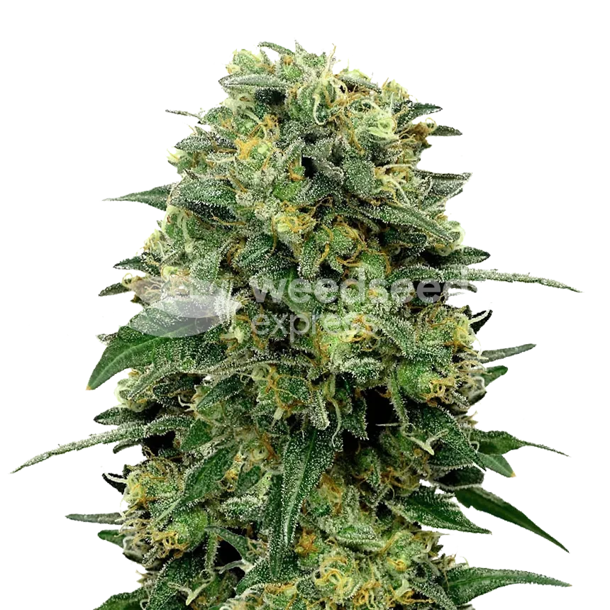 Lowryder Autoflower Pflanze
