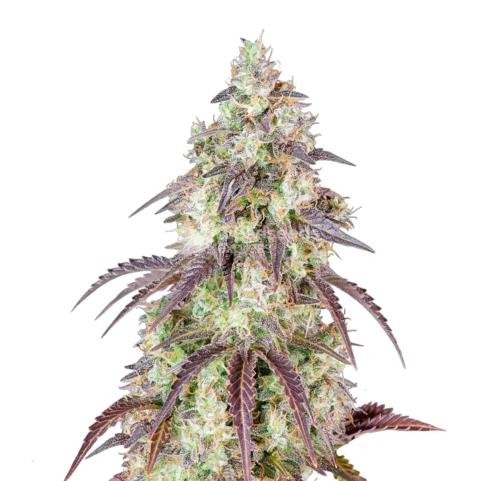 Mendo Breath-Cannabispflanze