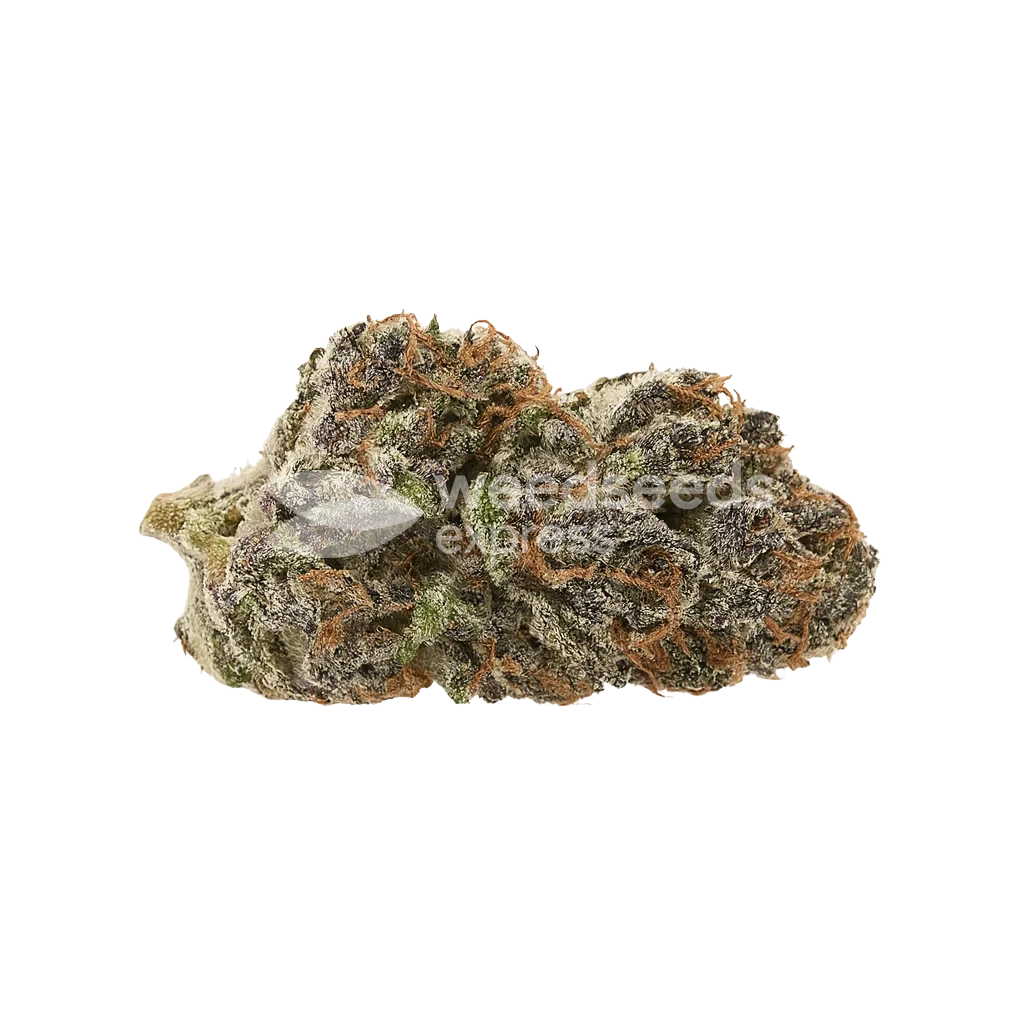 Mimosa Autoflower Cannabis Bud