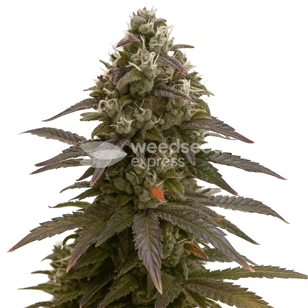 Mimosa Autoflower Plant