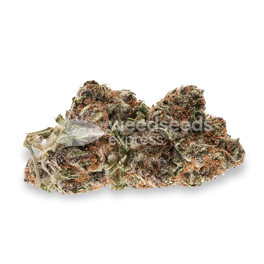 Mimosa Autoflower Seeds - WSE USA