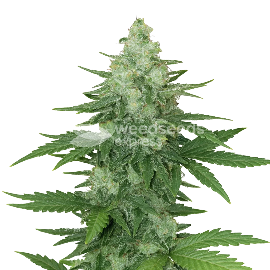 Moonshine Cookies Autoflower Plant