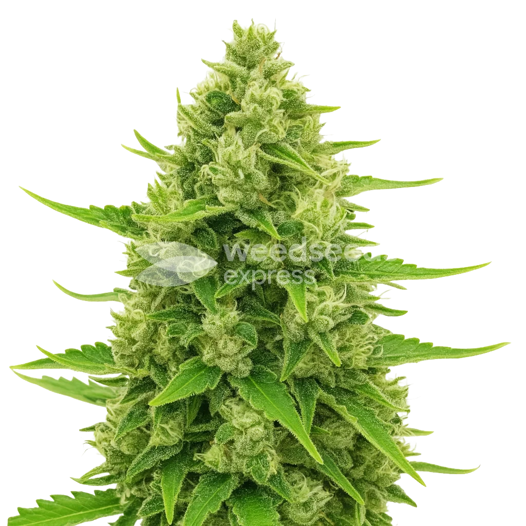 Northern Lights Autoflower Pflanze