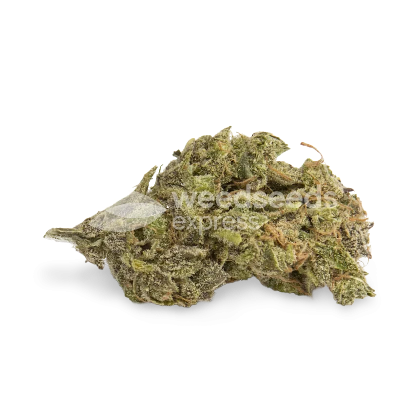 Northern Lights Cannabis Bud