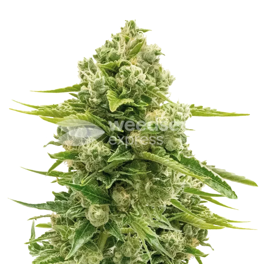 Northern Lights Feminized Photoperiod Plant